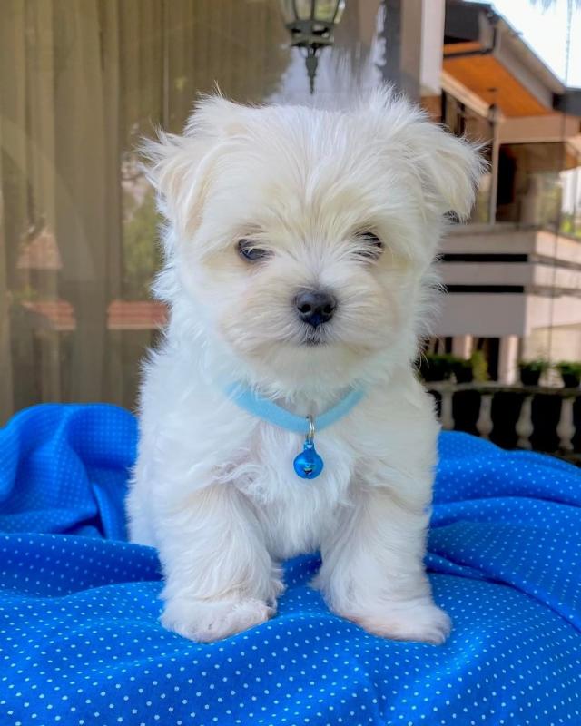 Cute lovely and adorable male and female Maltese puppies for adoption Image eClassifieds4u