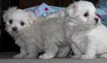 Maltese Puppies 😍😍‪(480) 442-9871‬😍😍 Image eClassifieds4U