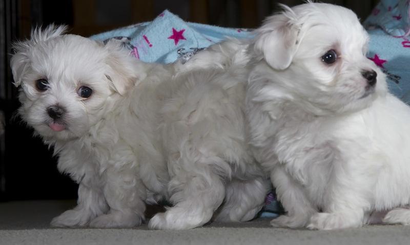 Maltese Puppies 😍😍 ‪(480) 442-9871‬😍😍 Image eClassifieds4u