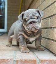 AKC English Bulldog Puppies 😍😍 Email>>diomalison7@gmail.com or text>>‪(612) 367-6095😍😍