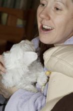 Male and Female Maltese Puppies 😍😍 Email>>diomalison7@gmail.com or text>>(612) 367-6095😍 Image eClassifieds4U