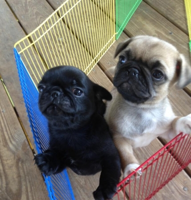 Purebred Pug Puppy for adoption Image eClassifieds4u