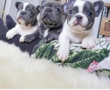 Three adorable French Bulldog puppies for rehoming