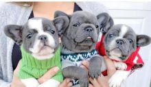 Three adorable French Bulldog puppies for rehoming