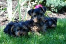 Beautiful Yorkshire (Yorkie) Puppies Image eClassifieds4u 2