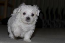Registered Maltese Puppies 💜Email>diomalison7@gmail.com Text> ‪(480) 442-9871‬ 💜 Image eClassifieds4U
