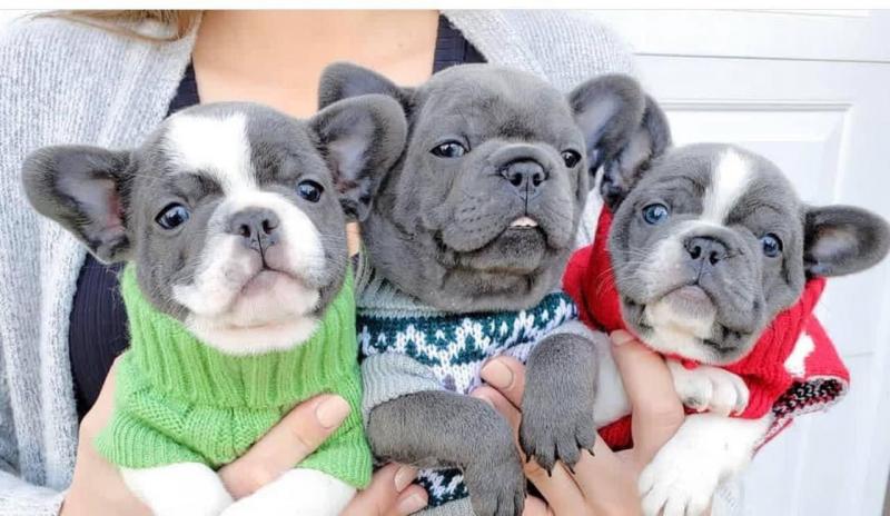 Three adorable French Bulldog puppies for rehoming Image eClassifieds4u