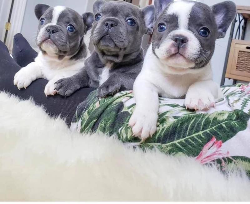 Three adorable French Bulldog puppies for rehoming Image eClassifieds4u