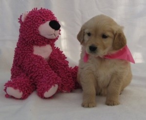 Golden Retriever Puppies For Rehoming Image eClassifieds4u