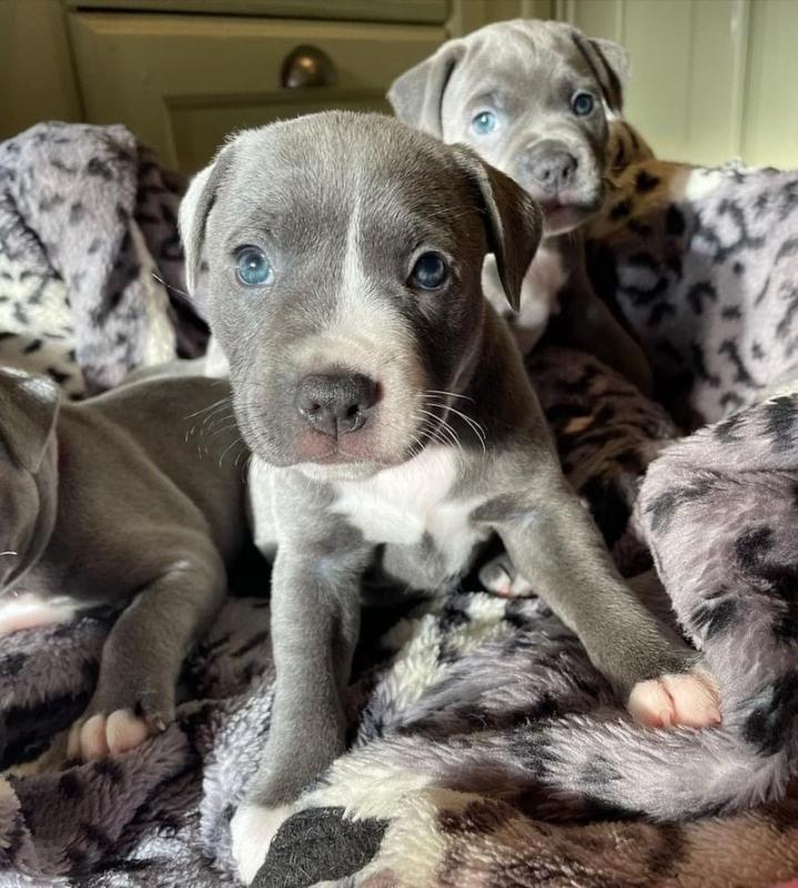 Staffordshire Bull Terrier Puppies For Rehoming Image eClassifieds4u