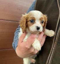 Two amazing Cavalier King Charles Spaniel puppies available