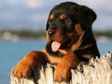 2 amazing little Rottweiler puppies