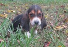 Amazing Male and female basset hound puppies