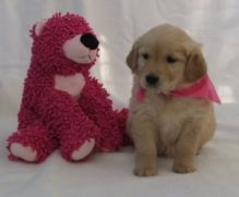 Male and female Golden Retriever puppies