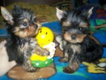 Male and Female Pomeranian puppies