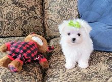 Playful Maltese male and female pups