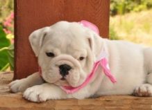 Super adorable English Bulldog puppies