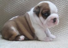 Super Adorable KC English Bulldog Puppies