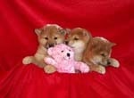 Excellent Shiba Inu Puppies Image eClassifieds4U