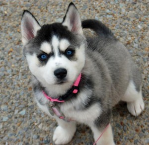 Siberian Husky Puppies for Re-homing Image eClassifieds4u