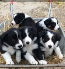 Border Collie pup. 1 GIRL AND ONE BOY LEFT. READY NOW