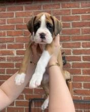 12 weeks old Male & Female boxer puppies