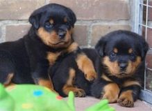 12 weeks old Rottweiler puppies