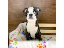 Adorable litter Boston terrier puppies