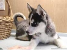 Amazing Pomsky Puppies