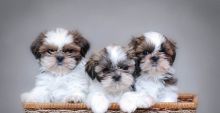 Beautiful male and female Shih Tzu puppies
