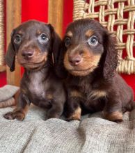 Dachshund puppies