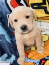 Male & Female Golden Retriever Puppies