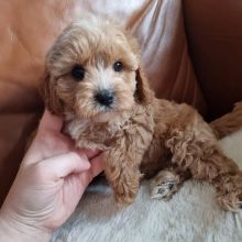 Outstanding red Cavapoo Puppies