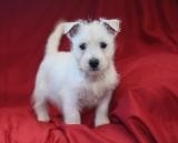 West Highland White Terrier Pups