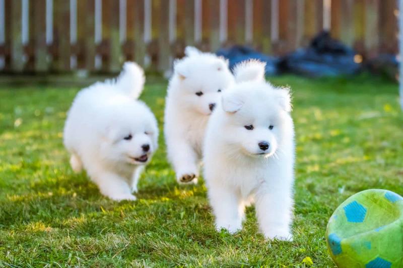 12 weeks old purebred Samoyed puppies Image eClassifieds4u
