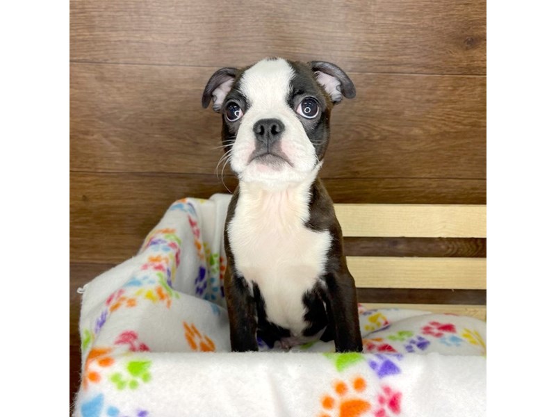 Adorable litter Boston terrier puppies Image eClassifieds4u