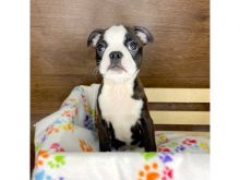 Adorable litter Boston terrier puppies Image eClassifieds4U