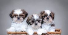 Beautiful male and female Shih Tzu puppies Image eClassifieds4U