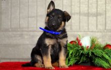 Male & Female German Shepherd puppies Image eClassifieds4U
