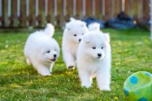 Purebred Samoyed puppies Image eClassifieds4u 2