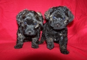 Two Poodle puppies ready now Image eClassifieds4u