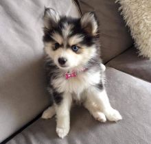 Two adorable Pomsky puppies for rehoming