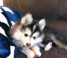 Two adorable Pomsky puppies for rehoming