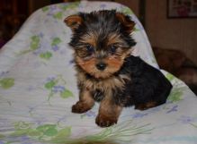 Adorable Yorkshire Terrier puppies Image eClassifieds4u 4