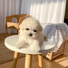 male and Female Bichon Frise puppies Image eClassifieds4u 3