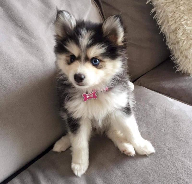 Two adorable Pomsky puppies for rehoming Image eClassifieds4u