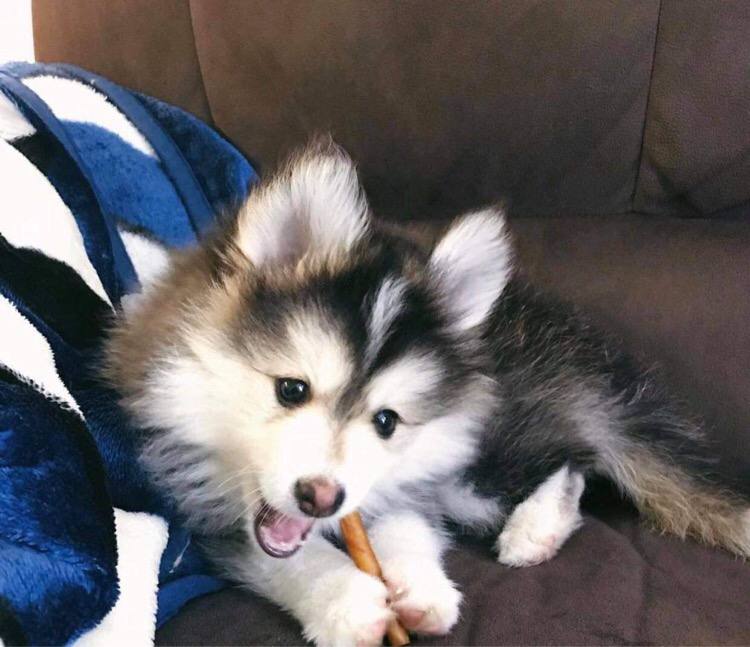Two adorable Pomsky puppies for rehoming Image eClassifieds4u