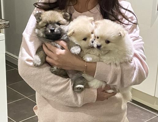 Two Well Trained Pomeranian Pups Available Image eClassifieds4u
