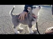 Affectionate black and white Siberian Husky Puppies