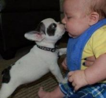 Male and female French Bulldog puppies
